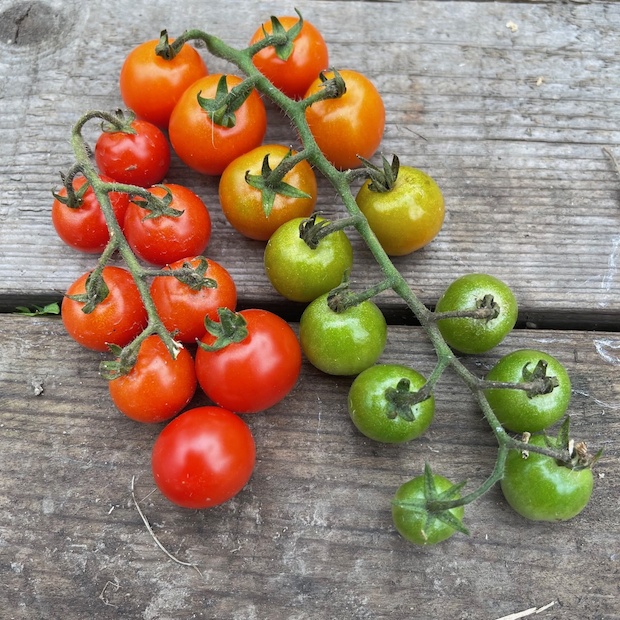 Tomate „Amore“ - BIO-Tomatensorte [samenfest]