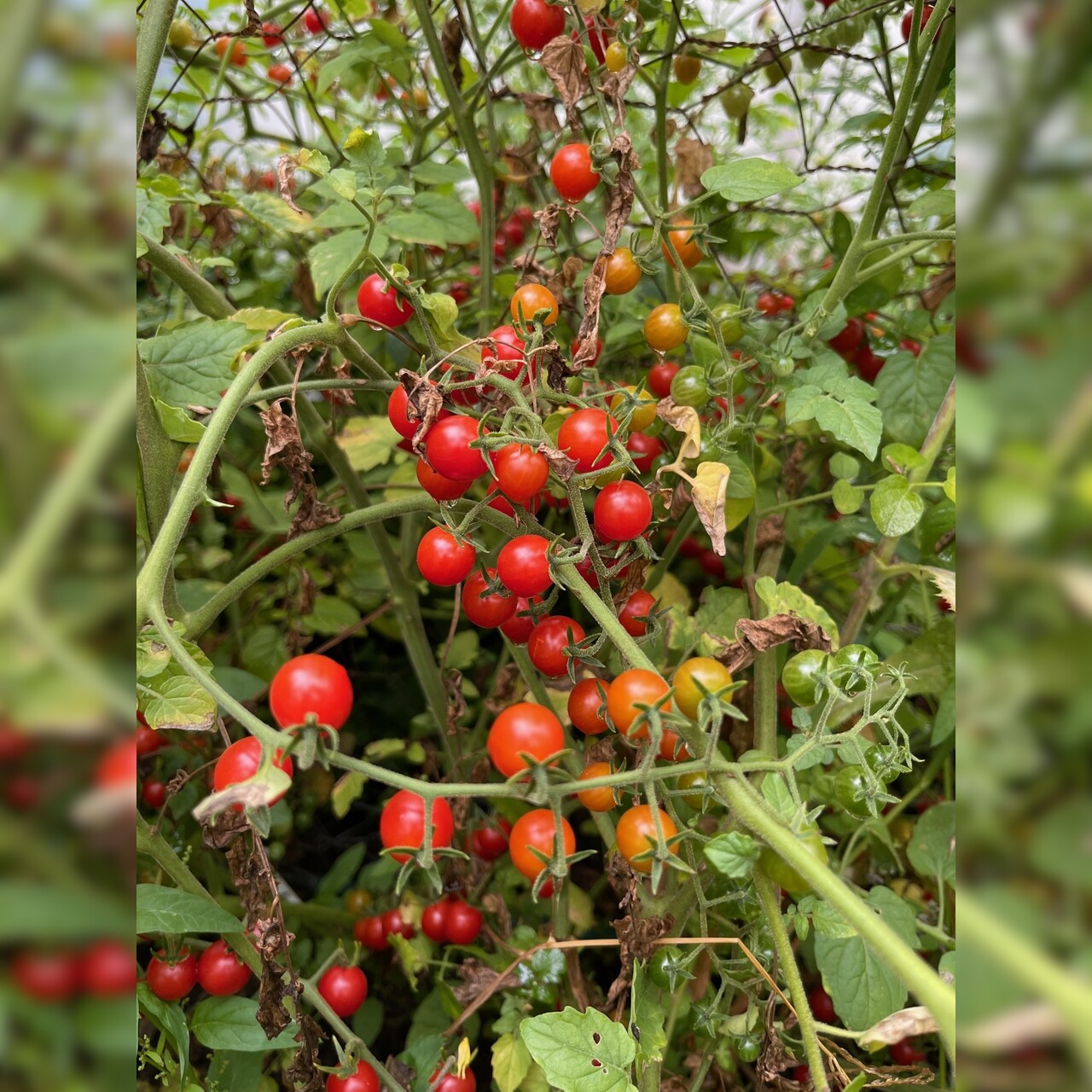 Tomate "Johannisbeertomate" - BIO-Tomatensorte (samenfest)