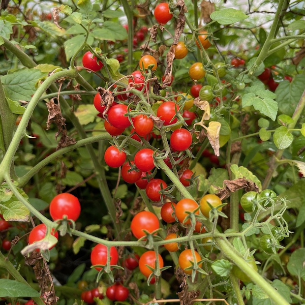 Tomate "Johannisbeertomate" - BIO-Tomatensorte (samenfest)