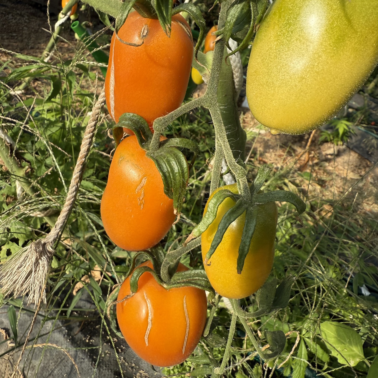 Tomate "Fonarik" - BIO-Tomatensorte [samenfest]