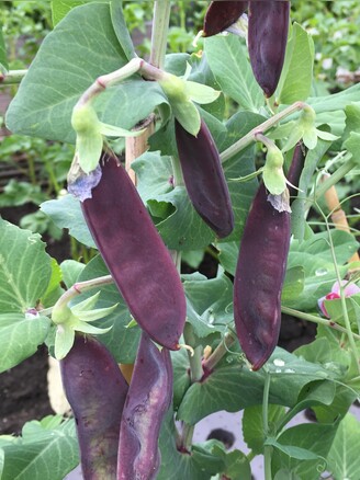 Kapuzinererbse lila "Blauwschokker" Samen (samenfest & BIO)