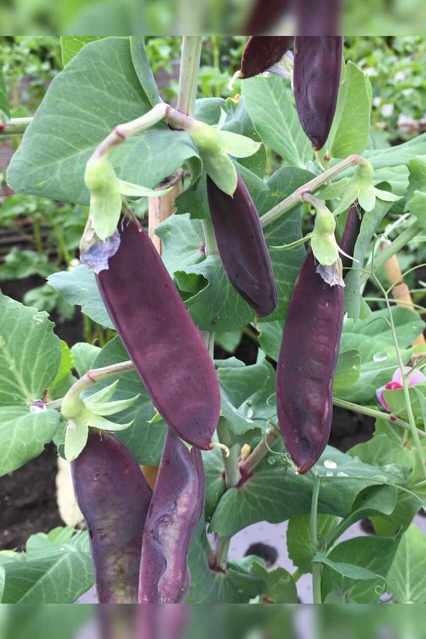 Kapuzinererbse lila "Blauwschokker" Samen (samenfest & BIO)