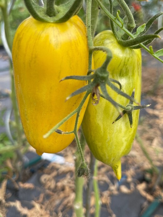 Tomate "Striped Roman" - Bio-Tomatensorte [samenfest]