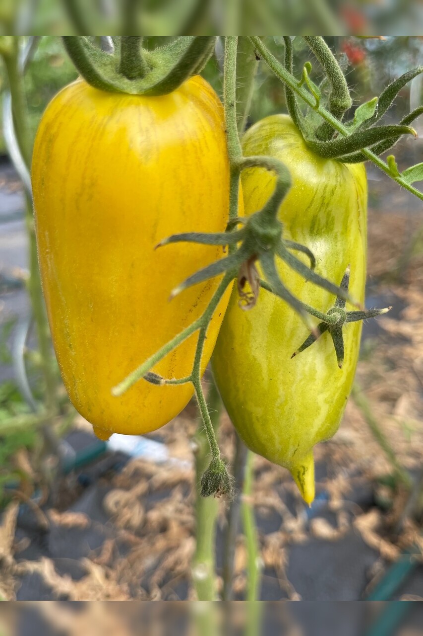 Tomate "Striped Roman" - Bio-Tomatensorte [samenfest]