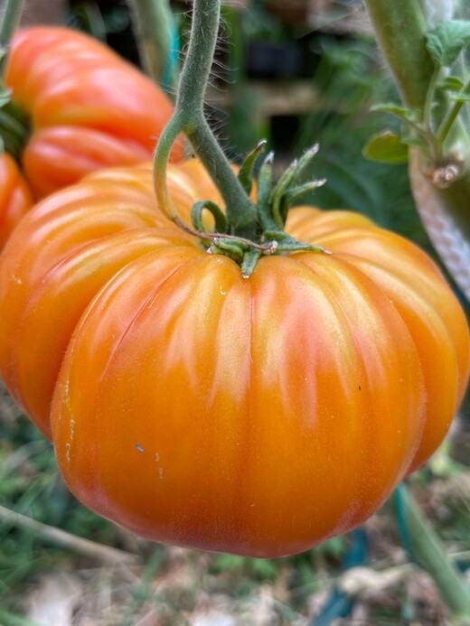Tomaten-Set "Gewächshaustomaten" - 4 BIO-Sorten [samenfest]