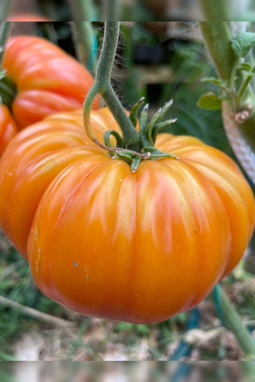 Tomaten-Set "Gewächshaustomaten" - 4 BIO-Sorten [samenfest]