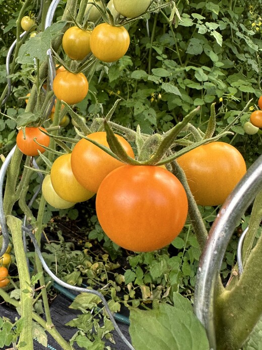 Tomaten-Set "russische Tomaten" - 4 BIO-Tomatensorten [samenfest]