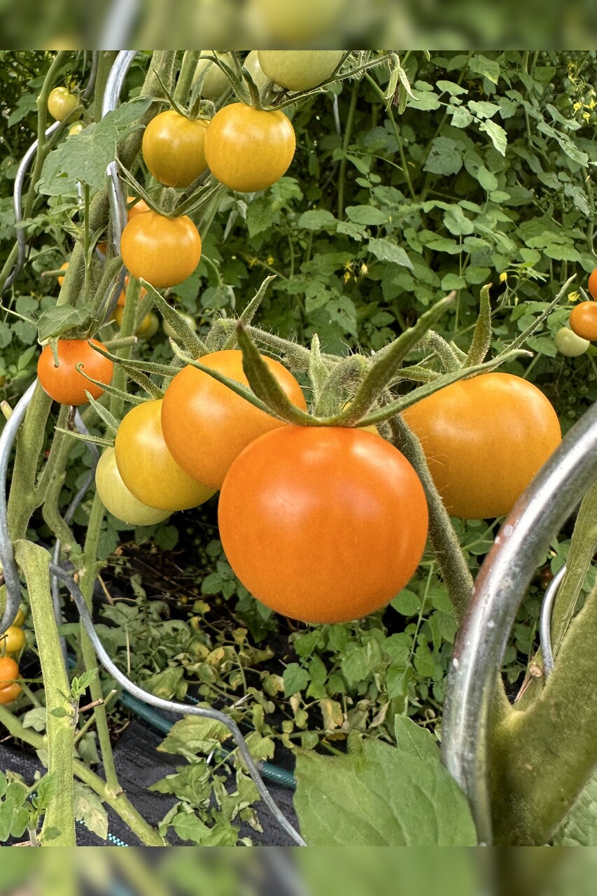 Tomaten-Set "russische Tomaten" - 4 BIO-Tomatensorten [samenfest]