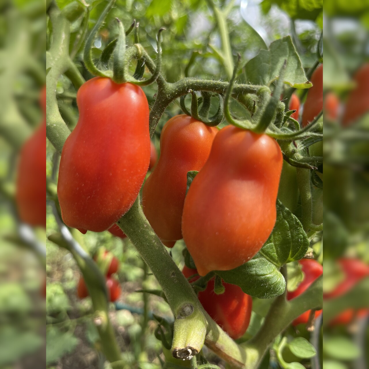 Tomate "San Marzano" - BIO-Flaschentomate [samenfest]