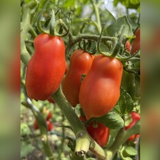 Tomate "San Marzano" - BIO-Flaschentomate [samenfest]