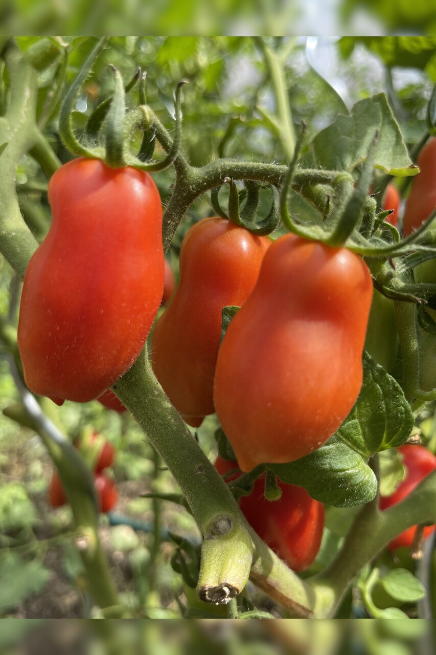 Tomate "San Marzano" - BIO-Flaschentomate [samenfest]