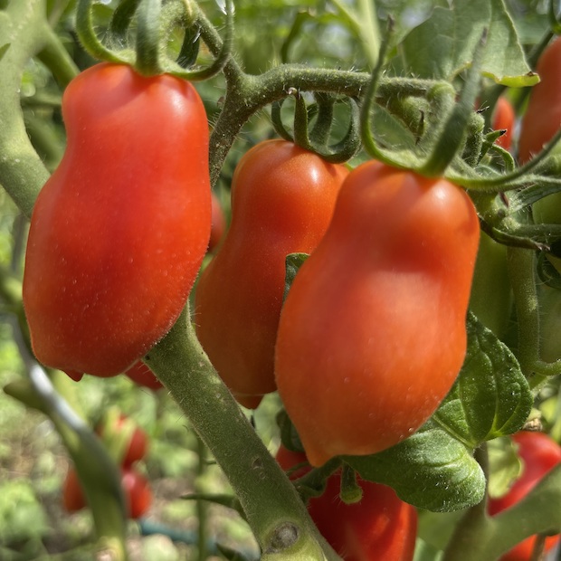Tomate "San Marzano" - BIO-Flaschentomate [samenfest]