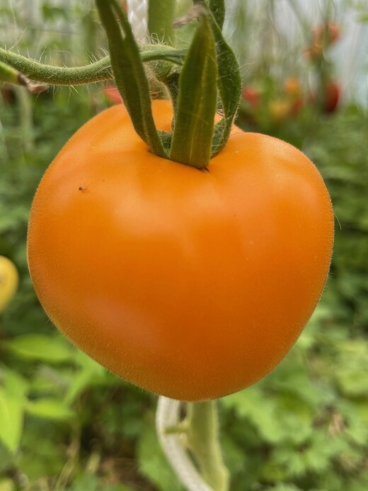mittleres Tomaten-Set - 8 BIO-Tomatensorten [samenfest]