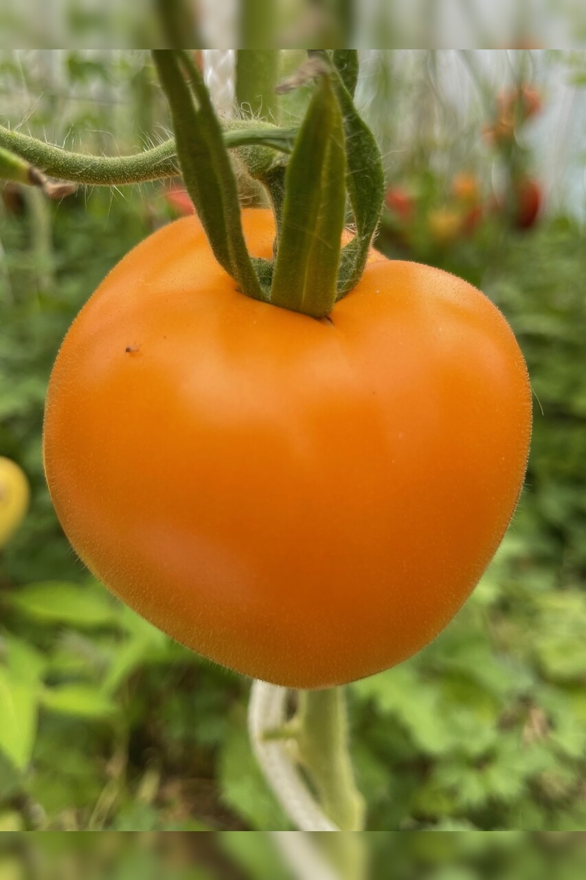 mittleres Tomaten-Set - 8 BIO-Tomatensorten [samenfest]