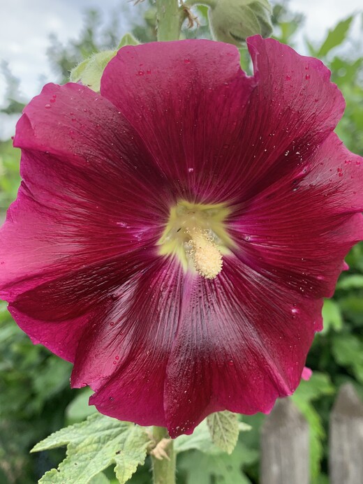 Stockrose "rot" - BIO-Stockrosensamen [samenfest]