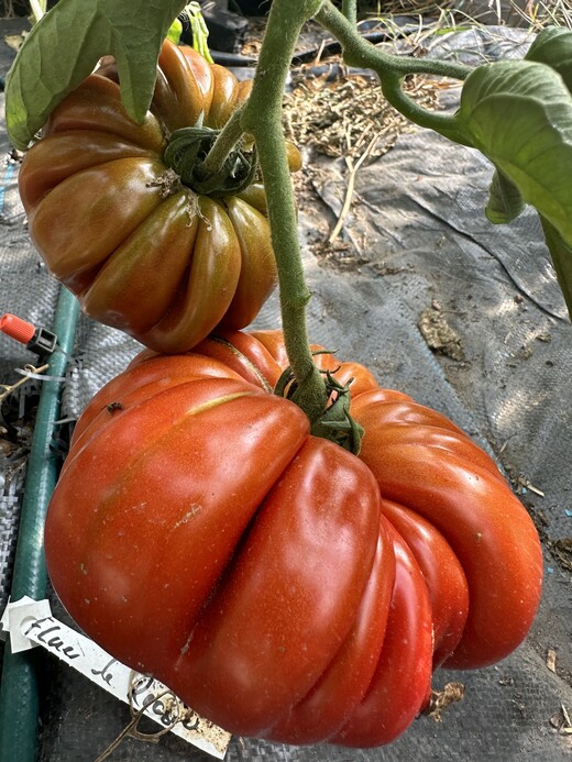 Tomate "Fleur de Reagir" - BIO-Tomatensorte [samenfest]