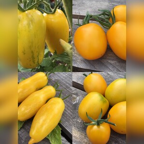 BIO Tomatensamen Set