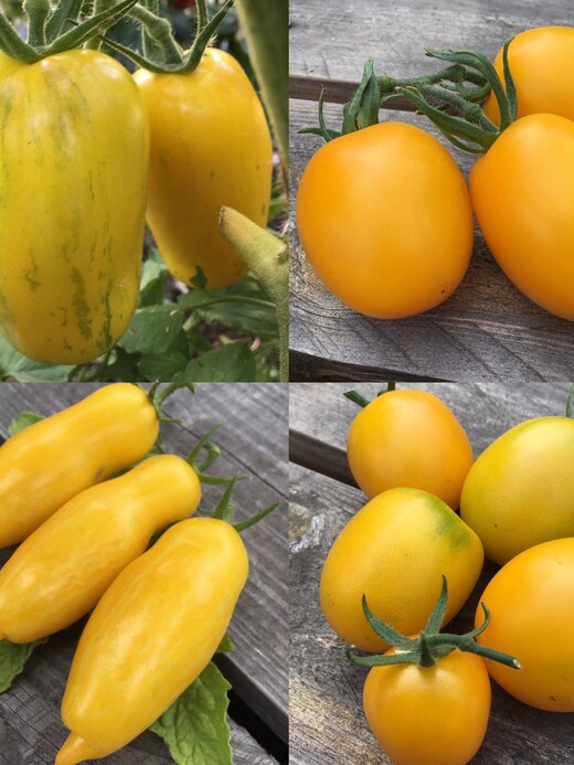 Tomaten Set "gelbe Tomaten" - 4 BIO-Tomatensorten [samenfest]