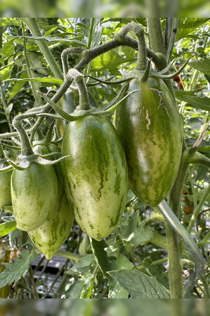 Tomate "Green Sausage" - BIO-Tomatensorte [samenfest]