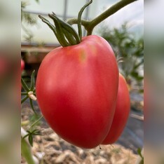 Tomate "Ochsenherz" - BIO-Tomatensorte [samenfest]