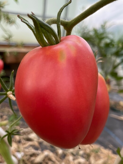 Tomate "Ochsenherz" - BIO-Tomatensorte [samenfest]