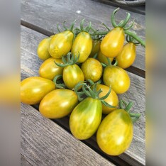 Tomate "Green Pear" - BIO-Tomatesorte [samenfest]