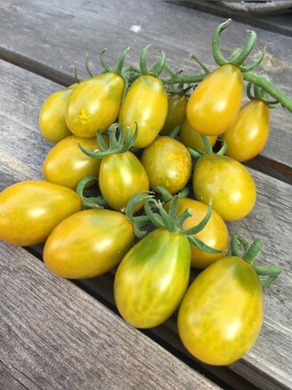 Tomate "Green Pear" - BIO-Tomatesorte [samenfest]