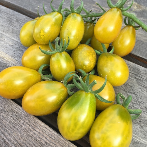 Tomate "Green Pear" - BIO-Tomatesorte [samenfest]