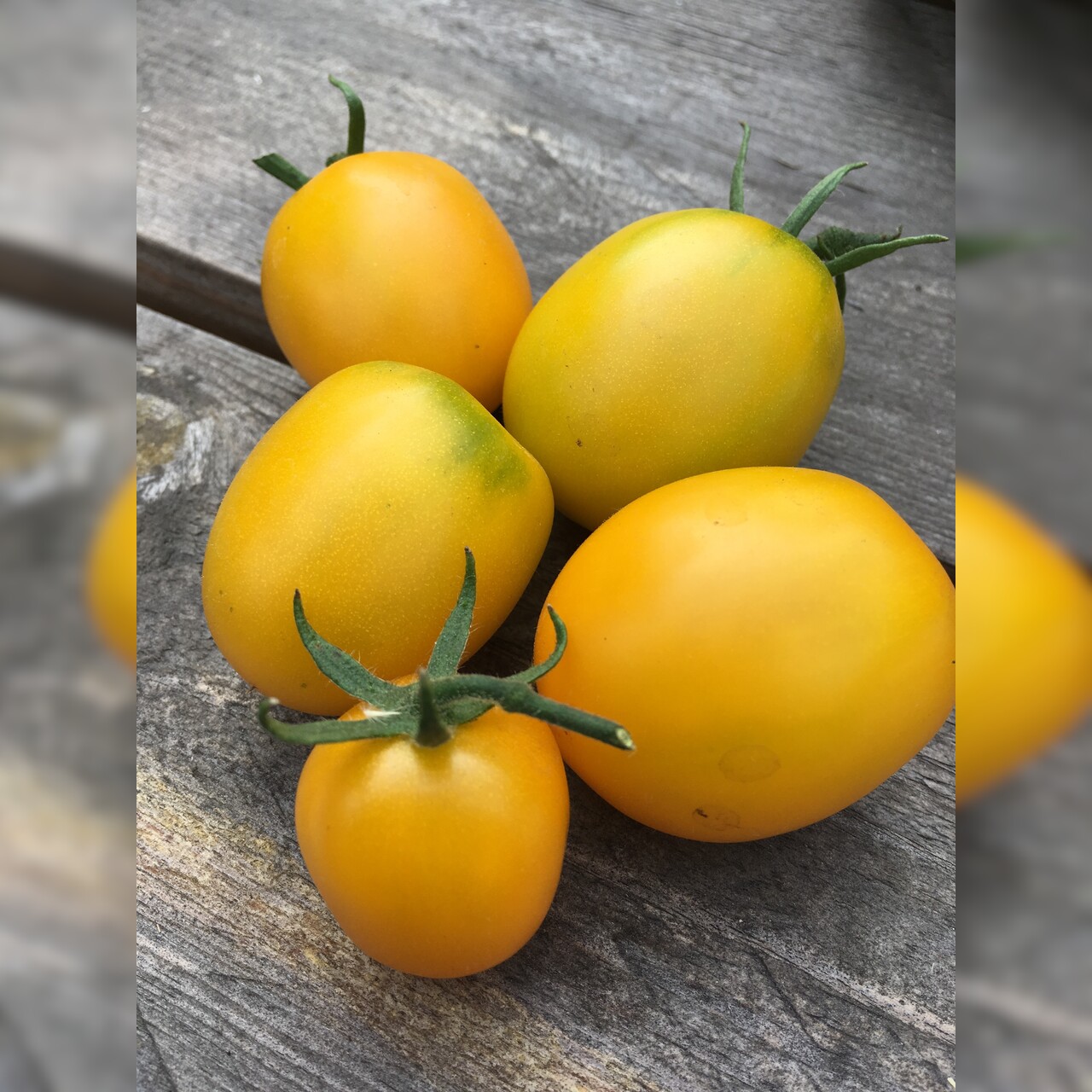 Tomate "De Berao gelb" - BIO-Tomatensorte [samenfest]