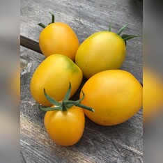 Tomate "De Berao gelb" - BIO-Tomatensorte [samenfest]