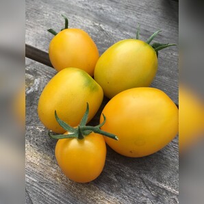 Tomate "De Berao gelb" - BIO-Tomatensorte [samenfest]