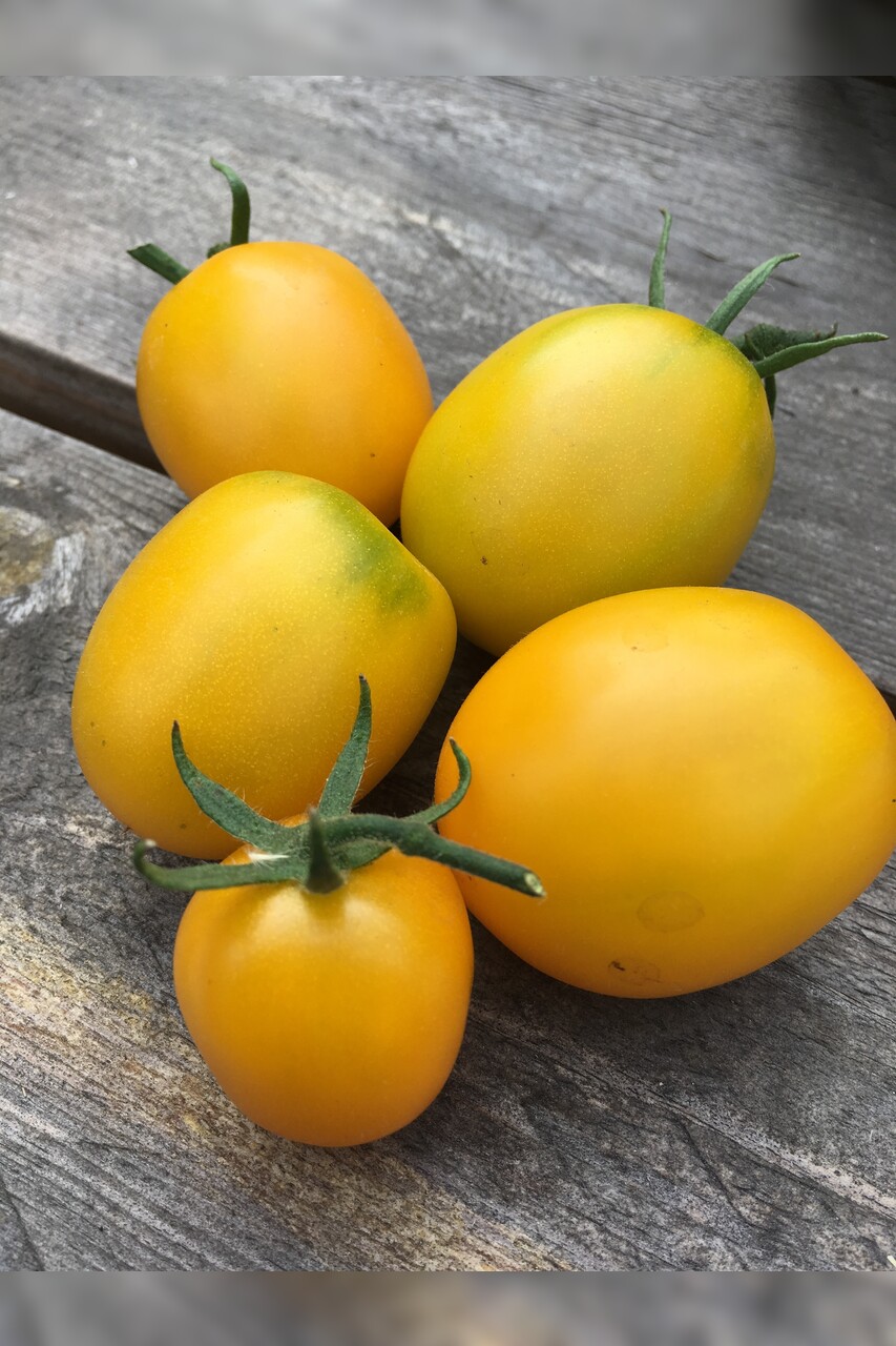 Tomate "De Berao gelb" - BIO-Tomatensorte [samenfest]