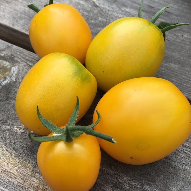 Tomate "De Berao gelb" - BIO-Tomatensorte [samenfest]