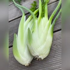 Knollenfenchel Samen "Selma" (samenfestes & BIO)