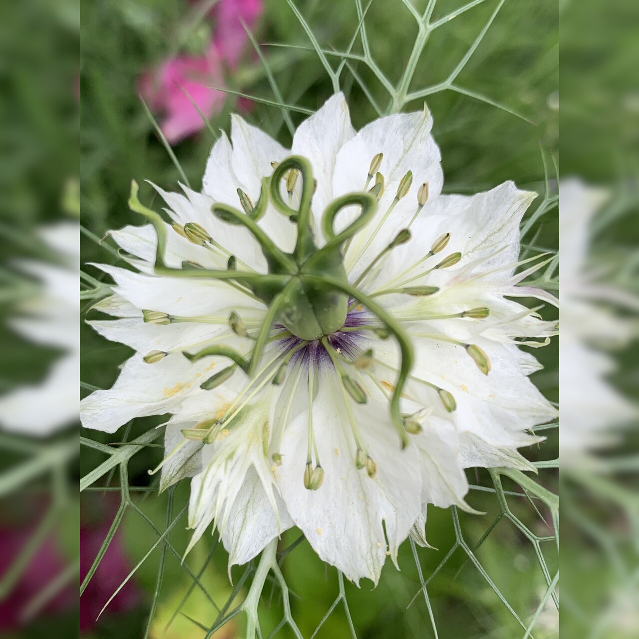 "Jungfer im Grünen" - BIO- Blumensamen [samenfest]
