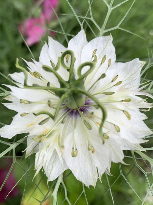 "Jungfer im Grünen" - BIO- Blumensamen [samenfest]