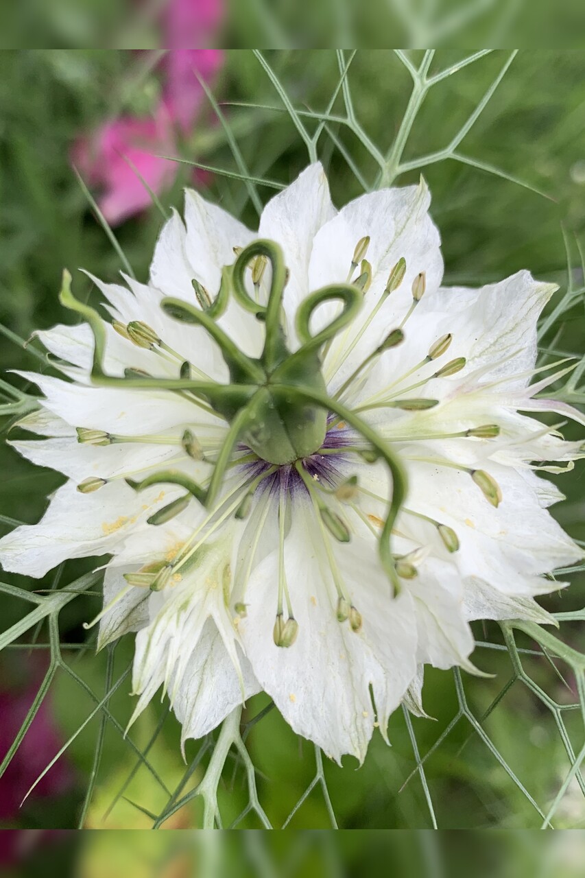 "Jungfer im Grünen" - BIO- Blumensamen [samenfest]