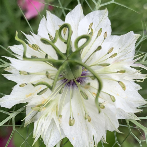 "Jungfer im Grünen" - BIO- Blumensamen [samenfest]