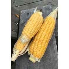 Zuckermais "Golden Bantam" - BIO-Maissorten [samenfest]