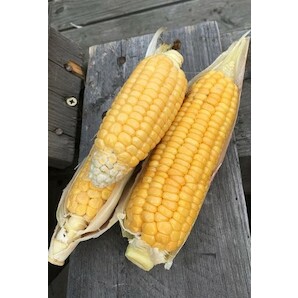 Zuckermais "Golden Bantam" - BIO-Maissorten [samenfest]