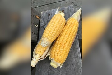 "Golden Bantam" - BIO-Maissorten [samenfest]