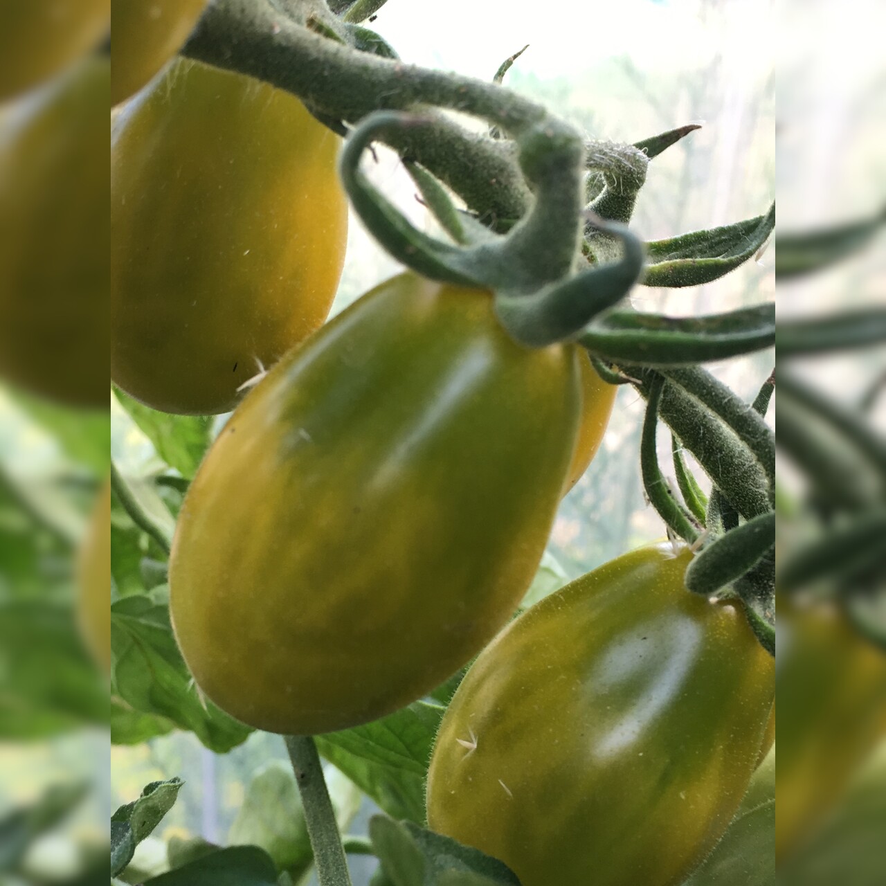 Tomate "Green Pear" - BIO-Tomatesorte [samenfest]