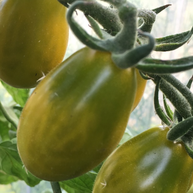 Tomate "Green Pear" - BIO-Tomatesorte [samenfest]