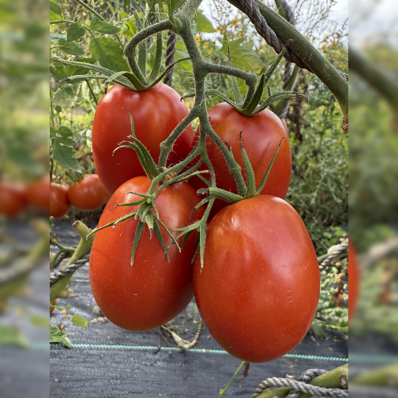 Tomate "Harzfeuer" - BIO-Tomatensorte