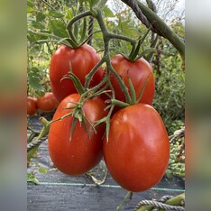 Tomate "Harzfeuer" - BIO-Tomatensorte