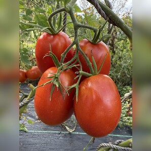 Tomate "Harzfeuer" - BIO-Tomatensorte