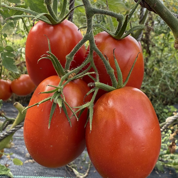 Tomate "Harzfeuer" - BIO-Tomatensorte