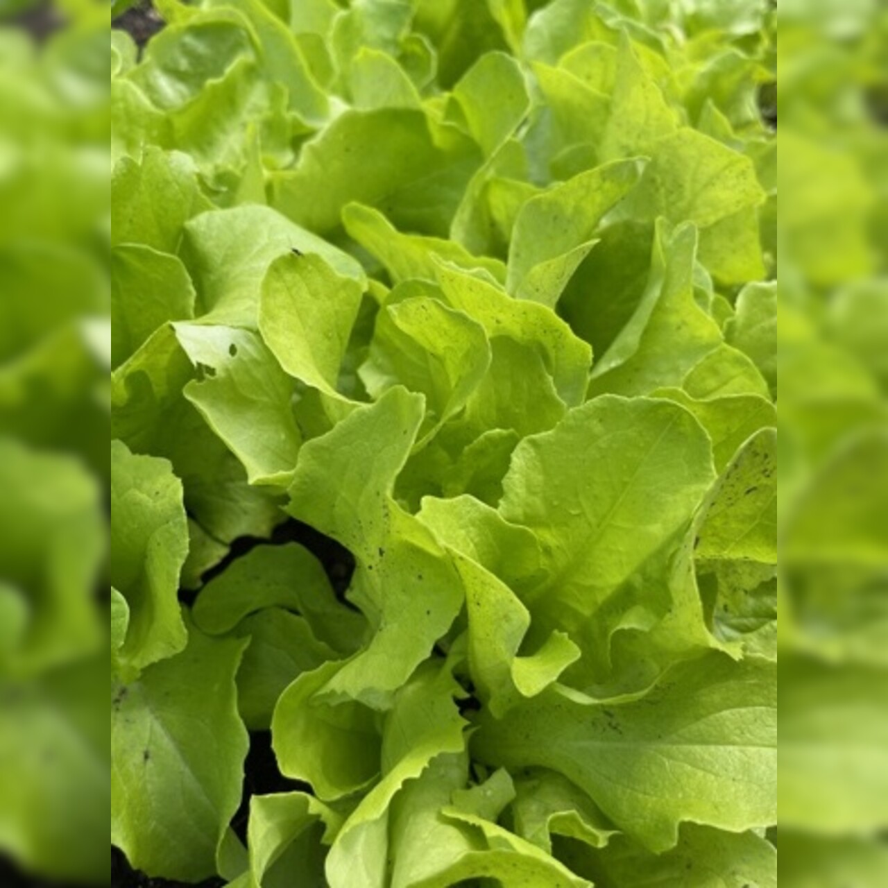 Schnitt- & Pflücksalat "Buttersalat" - BIO-Sorte [samenfest]