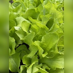Schnitt- & Pflücksalat "Buttersalat" - BIO-Sorte [samenfest]