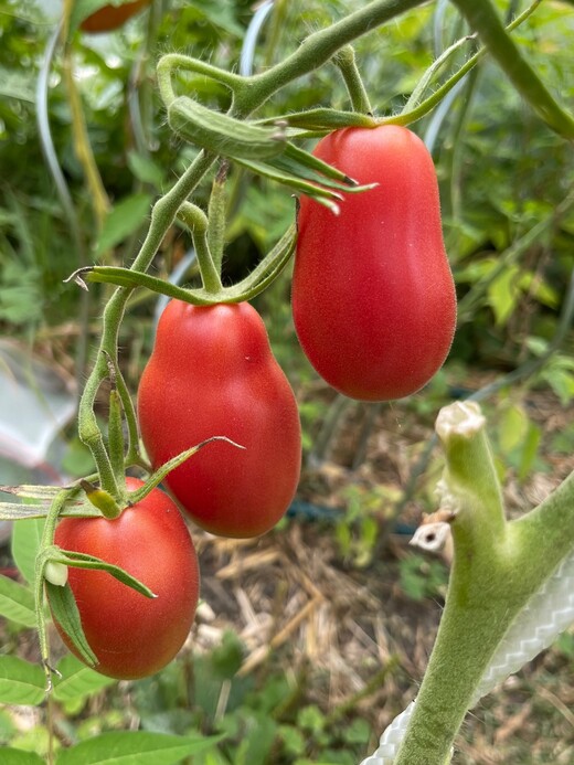 Tomate "Kaukasische Liane" - BIO-Tomatensorte [samenfest]